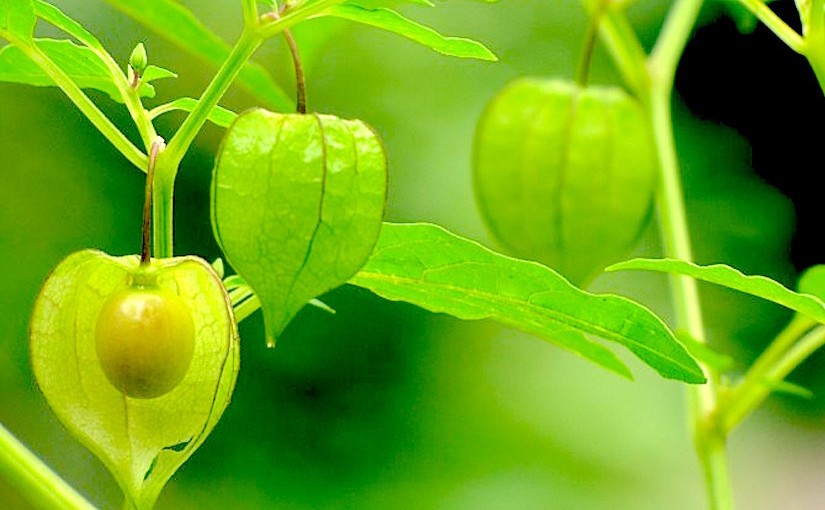 Kết quả nghiên cứu đề tài: Sử dụng phương pháp sắc ký dấu vân tay để so sánh thành phần hoạt chất chính trong cây dược liệu tự nhiên và cây dược liệu được nuôi cấy mô